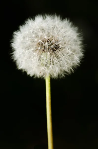 Past bloom dandelion detail — Stock Photo, Image