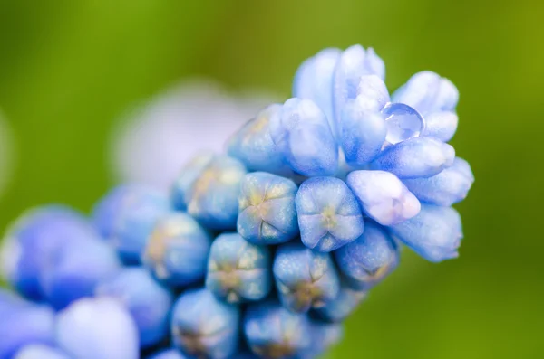 Grape hyacinth — Stock Photo, Image