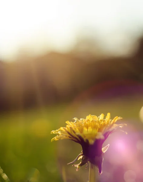 Paardebloem — Stockfoto