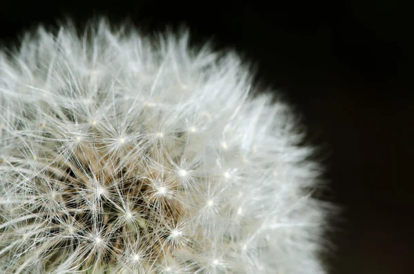Past bloom dandelion detail — Stock Photo, Image