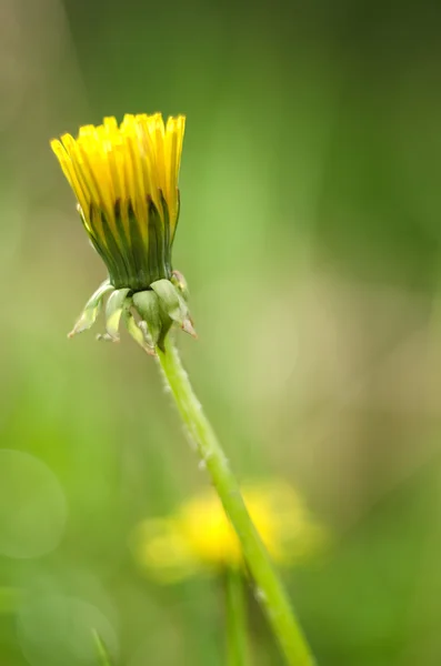 Diente de león —  Fotos de Stock