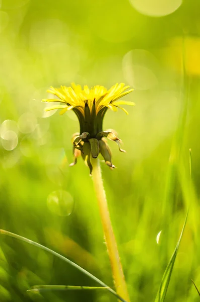 Dandelion — Stock Photo, Image