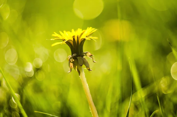 Dandelion — Stock Photo, Image