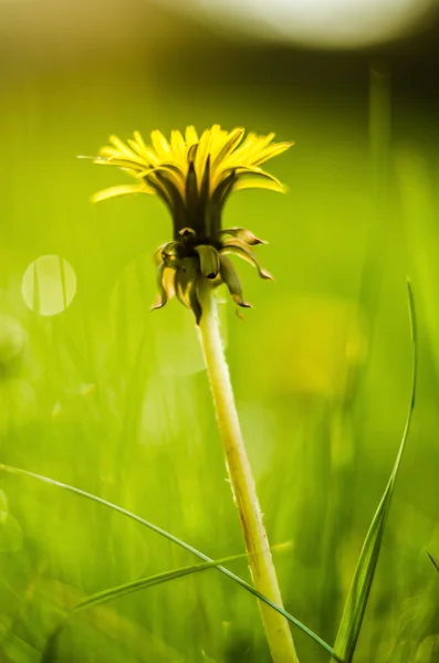 Dandelion — Stock Photo, Image