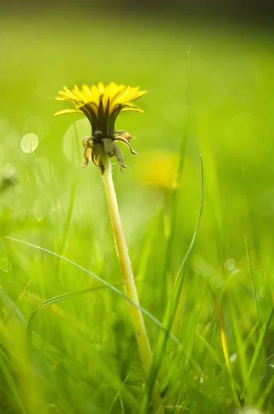 Dandelion — Stock Photo, Image