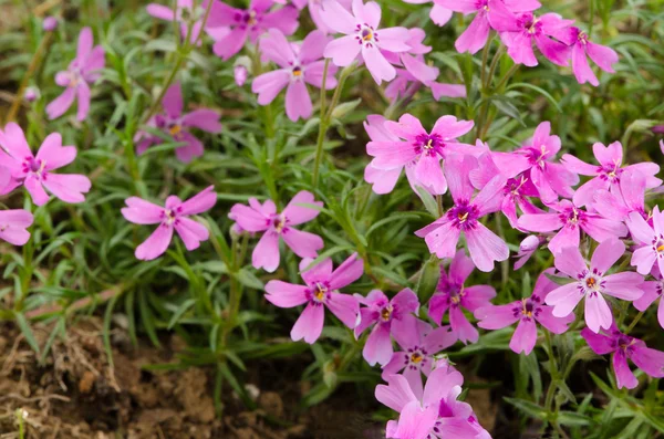 Planta alpina rosa — Foto de Stock