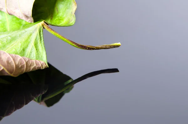 Eski acer yaprak — Stok fotoğraf