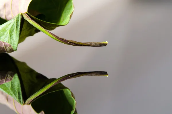 Oude acer blad — Stockfoto