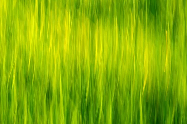 Zielonym tle — Zdjęcie stockowe