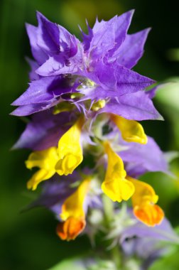 Melampyrum nemorosum