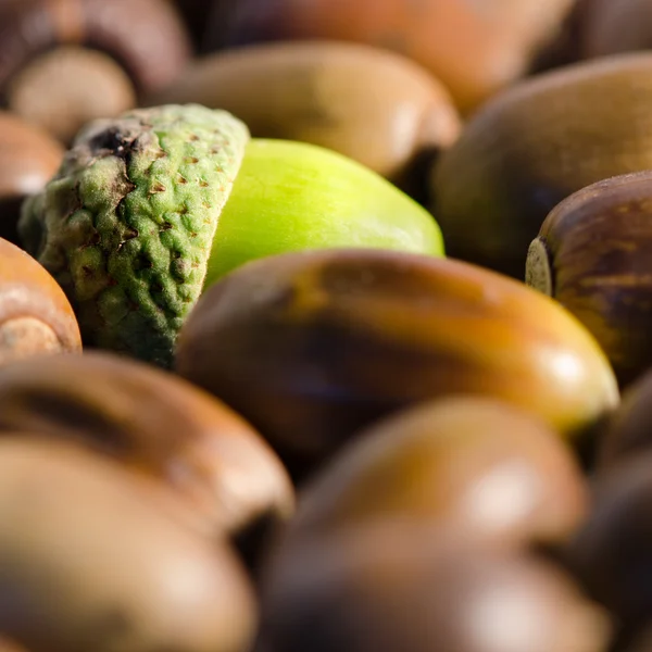 Acorns — Stock Photo, Image