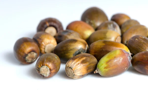 Acorns — Stock Photo, Image