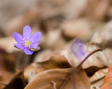 mantarı nobilis eski yaprakları arasında