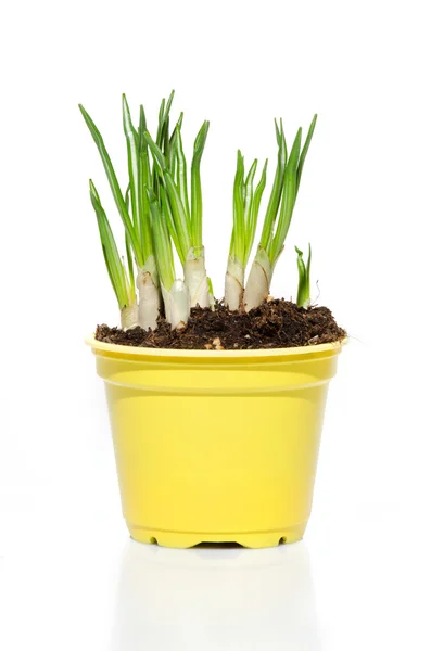 Daffodils — Stock Photo, Image