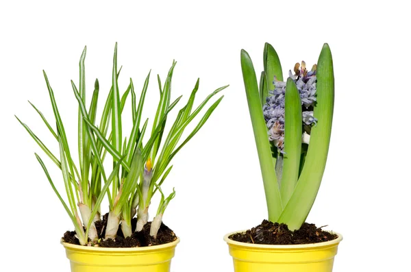 Daffodil and hyacinth — Stock Photo, Image