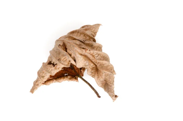 Dead leaf — Stock Photo, Image