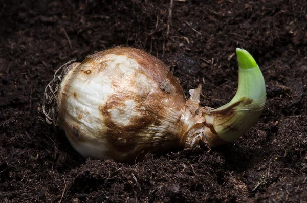 Narcissus bulb — Stock Photo, Image