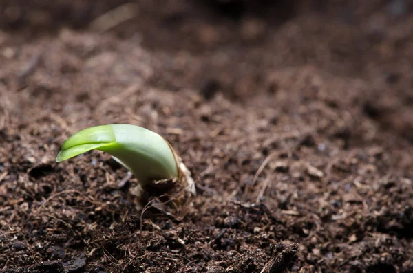 Sprout — Stock Photo, Image