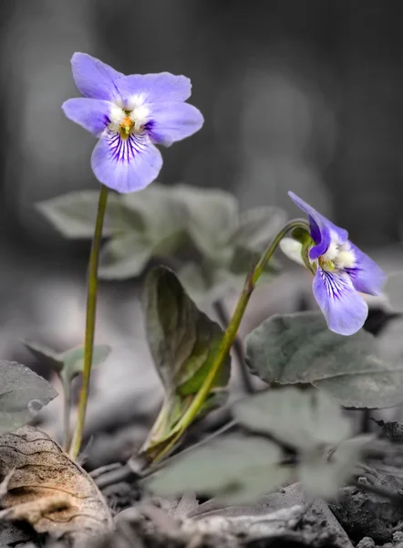 Hepatica — Fotografia de Stock