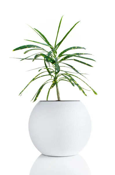 Houseplant — Stock Photo, Image