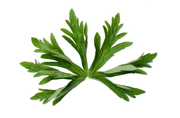 Cranesbill leaf — Φωτογραφία Αρχείου