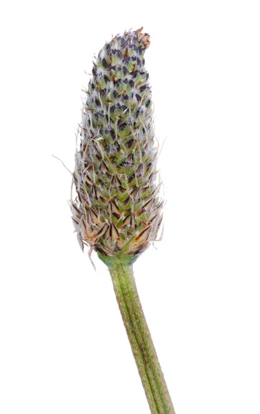 Ribwort flor —  Fotos de Stock