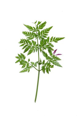 Anthriscus sylvestris