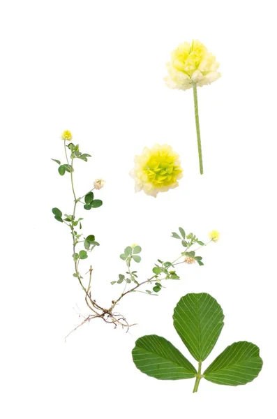 Trifolium campestre — ストック写真