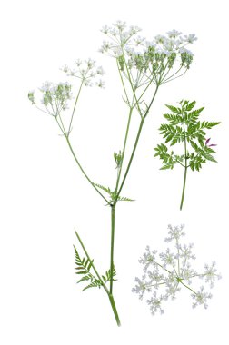 Anthriscus sylvestris