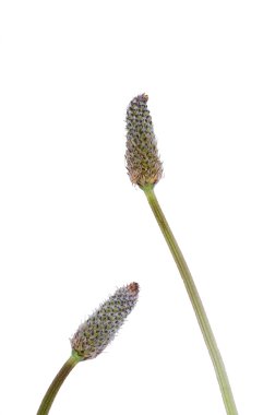 Ribwort çiçek