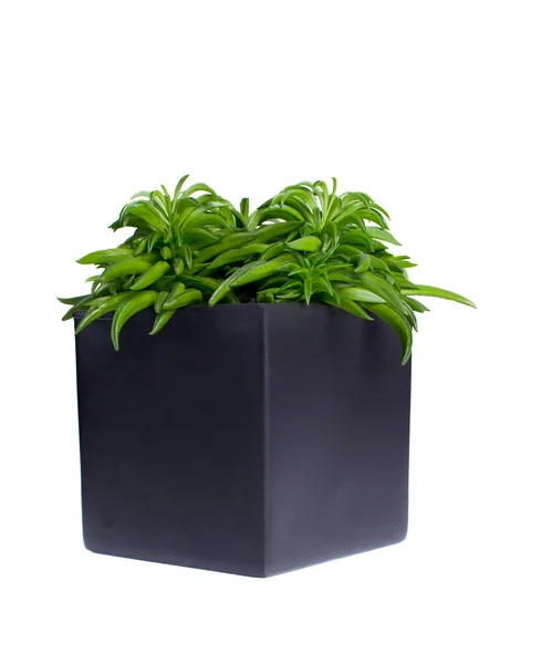 Peperomia — Stock Photo, Image