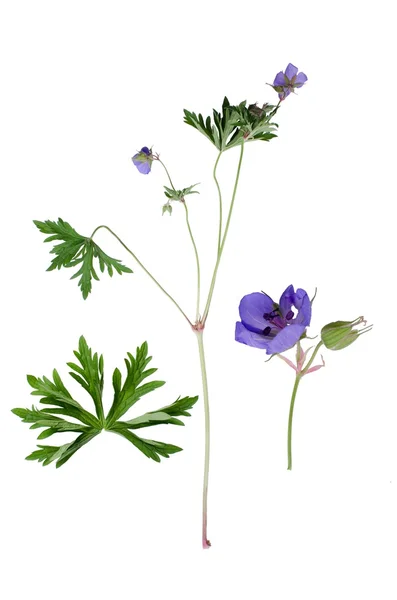 Cranesbill rét — Stock Fotó