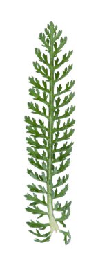 Achillea millefolium