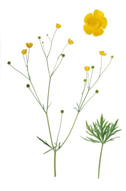 Ranunculus clipart