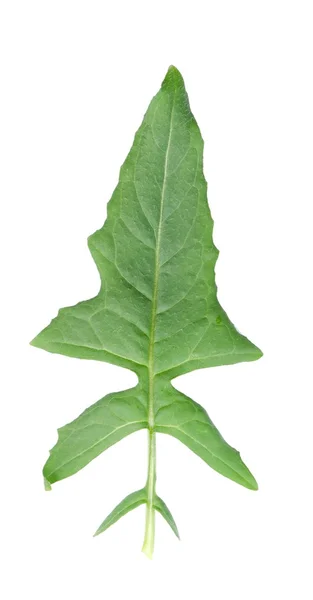 Mustard leaf — Stock Photo, Image