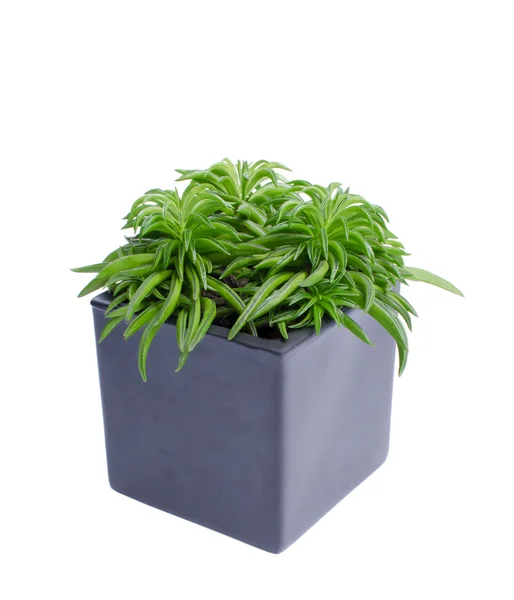 Potted Peperomia — Stock Photo, Image