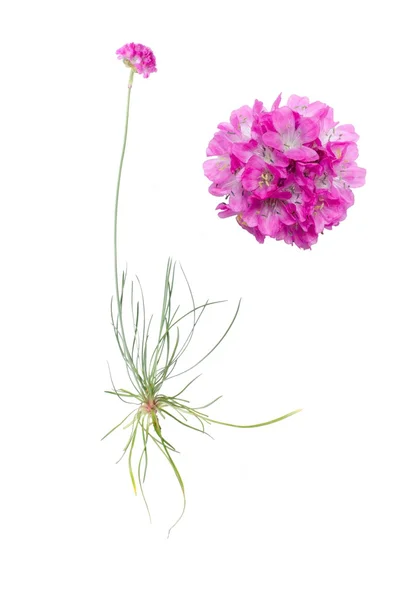 Armeria fabrifolia — стоковое фото