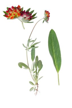 Anthyllis vulneraria