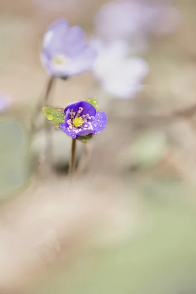 Przylaszczka kwiat — Zdjęcie stockowe