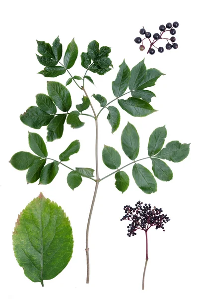 Sambucus nigra — Stockfoto