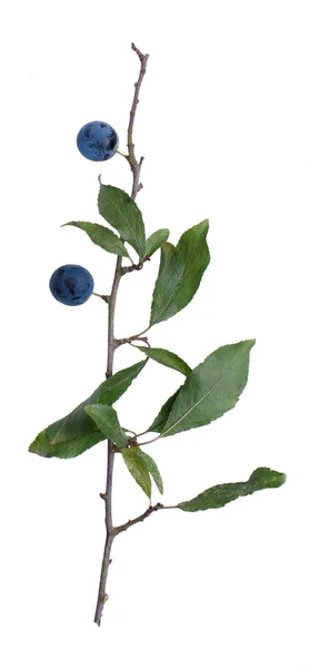 Prunus spinosa — Photo