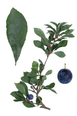 Prunus spinosa