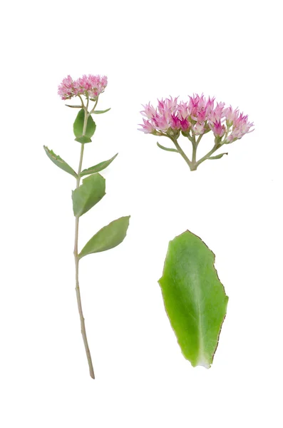 Sedum herbstfreude — Stockfoto