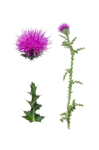 Langstekelige, distel, achtergrond, wit, groene, plant, wegdistel, één, paars, geïsoleerde, natuur, close-up, Langstekelige distel — Stockfoto