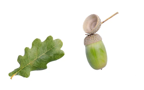 Hoja de roble y bellota — Foto de Stock