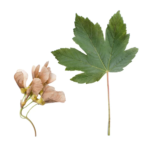 カエデの葉および種のクローズ アップ — ストック写真