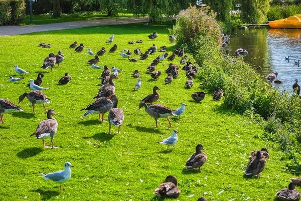 Hadersolev 'de bir gölde otlayan kazlar.