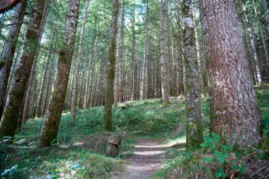 Ochagavia İspanya 'nın Roncal-Salazar bölgesinde, Salazar Vadisi' nde, Merindad de Sangesa bölgesinde, Navarre özerk bölgesinde bulunan bir şehirdir.