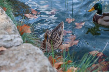 Banyolas, Katalonya 'nın otonom bölgelerinden biri olan Gerona' nın Pla de l 'Estany bölgesinin başkenti olan bir belediyedir..