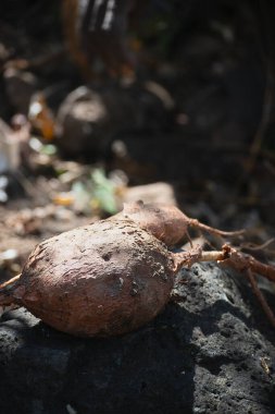 Buşmanlar Güney Afrika 'nın yerli halklarıdır. Büyük oranda avcı toplayıcılar. Tanzanya, Afrika